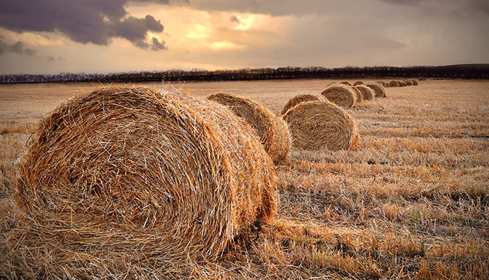 Il faut l’accord du nu-propriétaire pour mettre des terres agricoles à disposition de la Safer